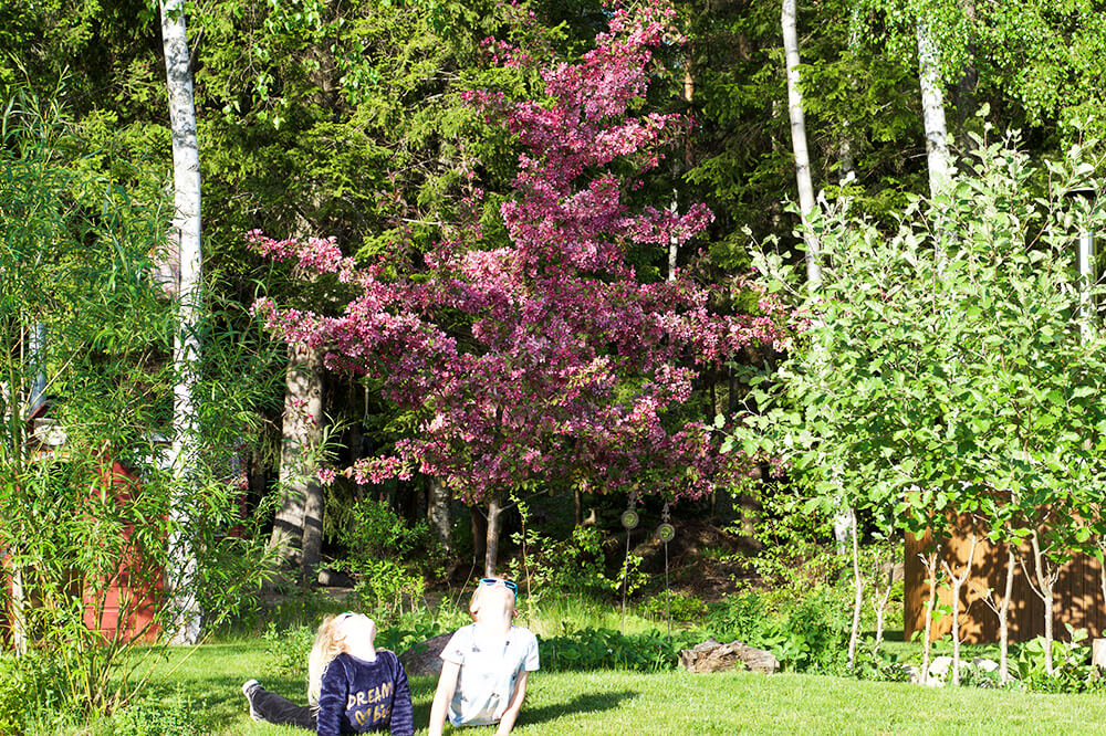 Japanskt körsbärsträd och yoga i trädgården