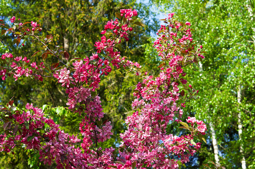 Japanskt körsbärsträd i trädgården