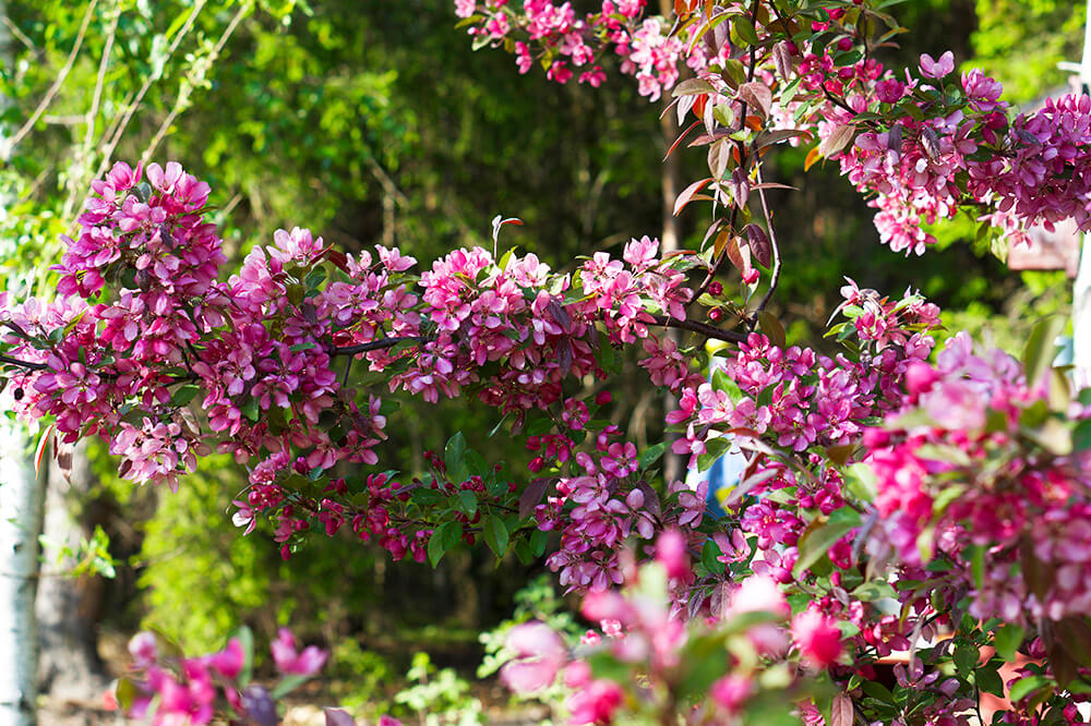 Japanskt körsbärsträd i trädgården