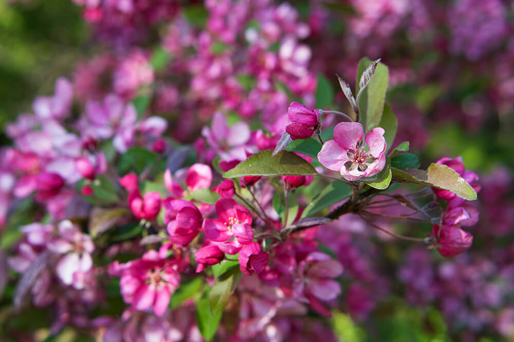 Japanskt körsbärsträd i trädgården