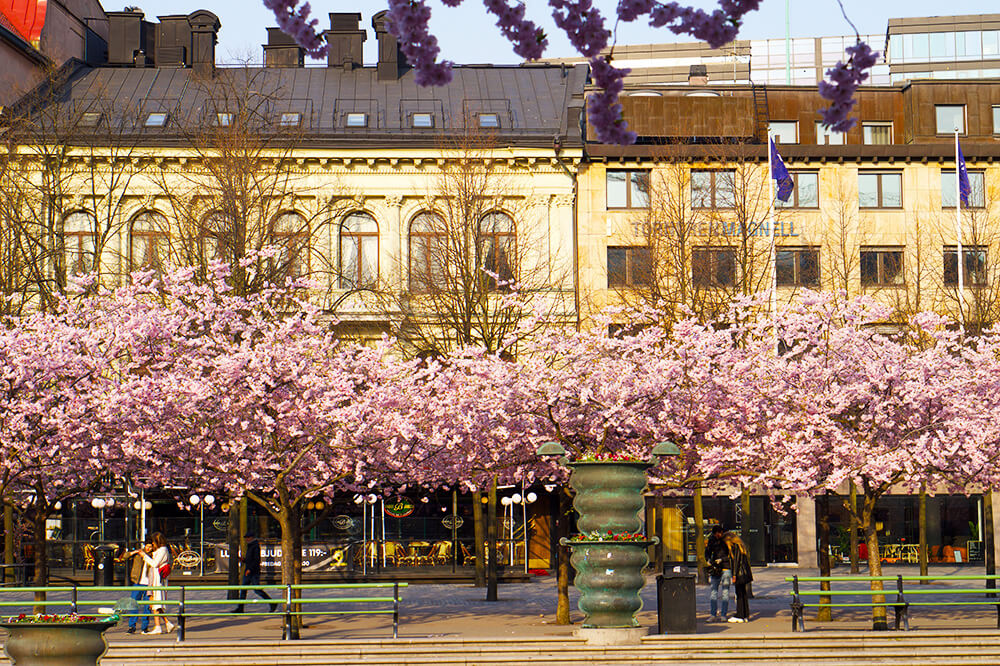 korsbarstraden-i-kungstradgarden-10-1 - Drömmar i rosa