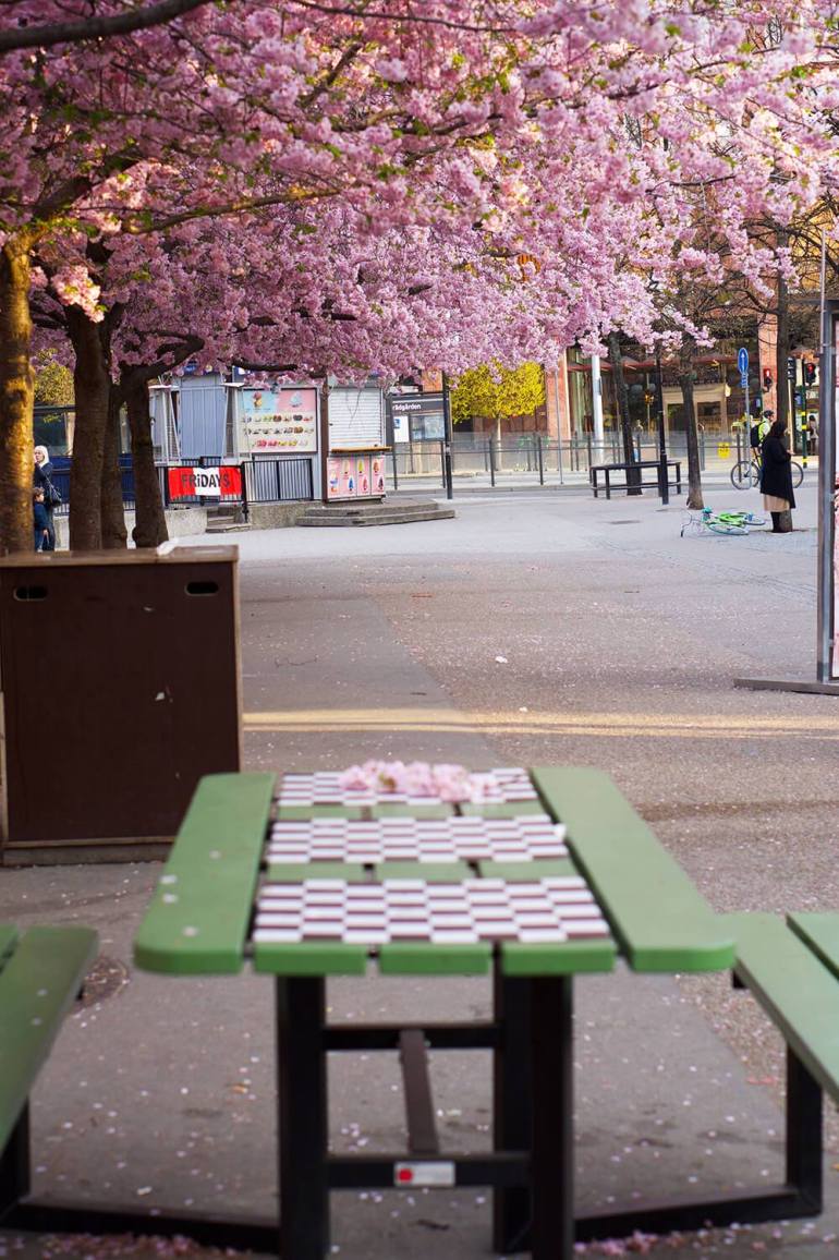 korsbarstraden-i-kungstradgarden-11-1 - Drömmar i rosa