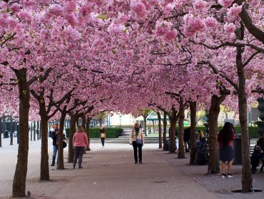 korsbarstraden-i-kungstradgarden-14