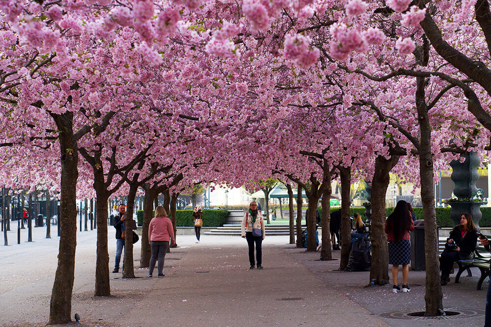 korsbarstraden-i-kungstradgarden-14 - Drömmar i rosa