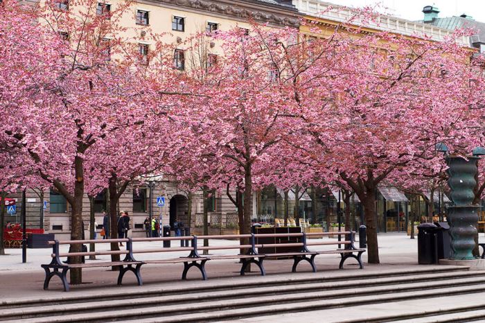 körsbärsträden i Kungsträdgården