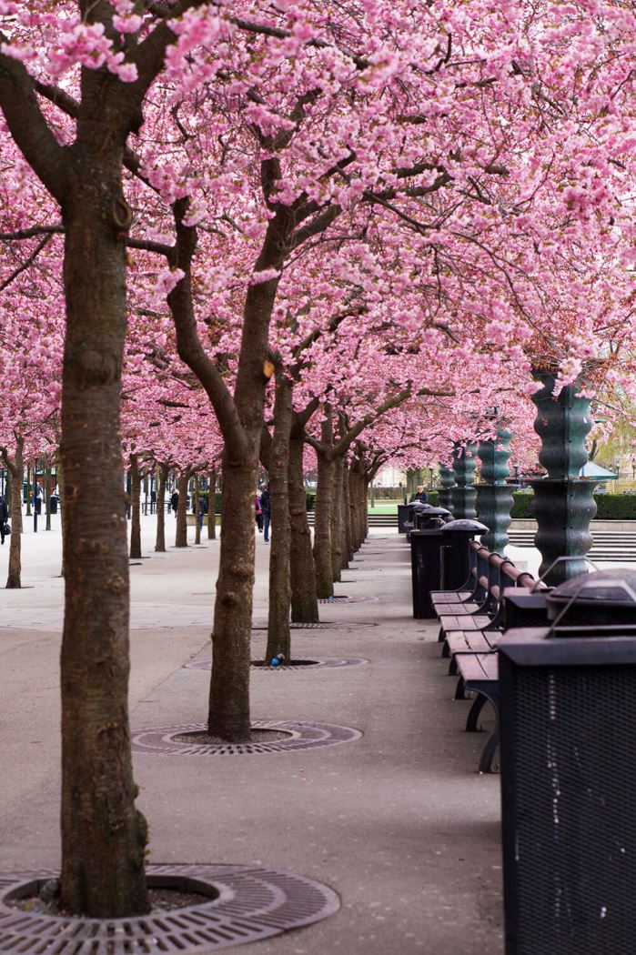 körsbärsträden i Kungsträdgården