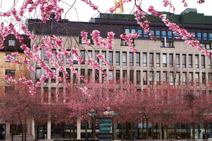körsbärsträden i Kungsträdgården