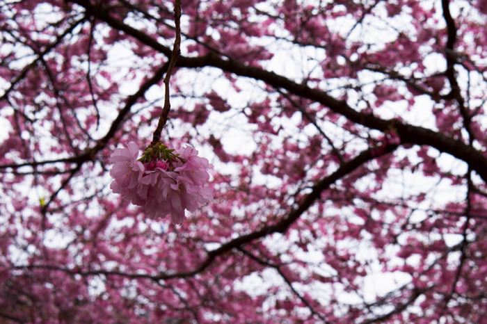 körsbärsträden i Kungsträdgården