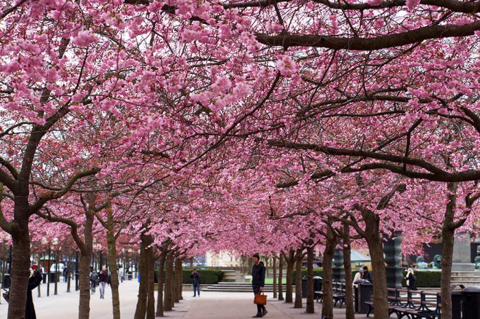 körsbärsträden i Kungsträdgården