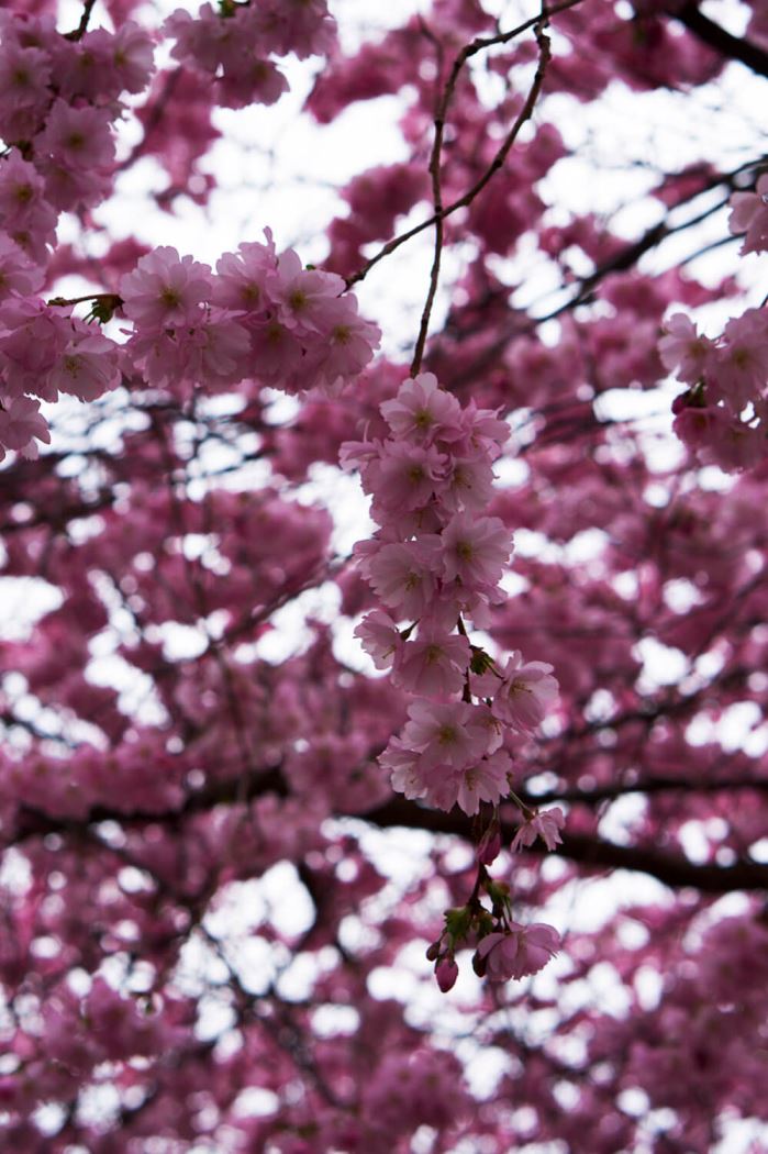 körsbärsträden i Kungsträdgården