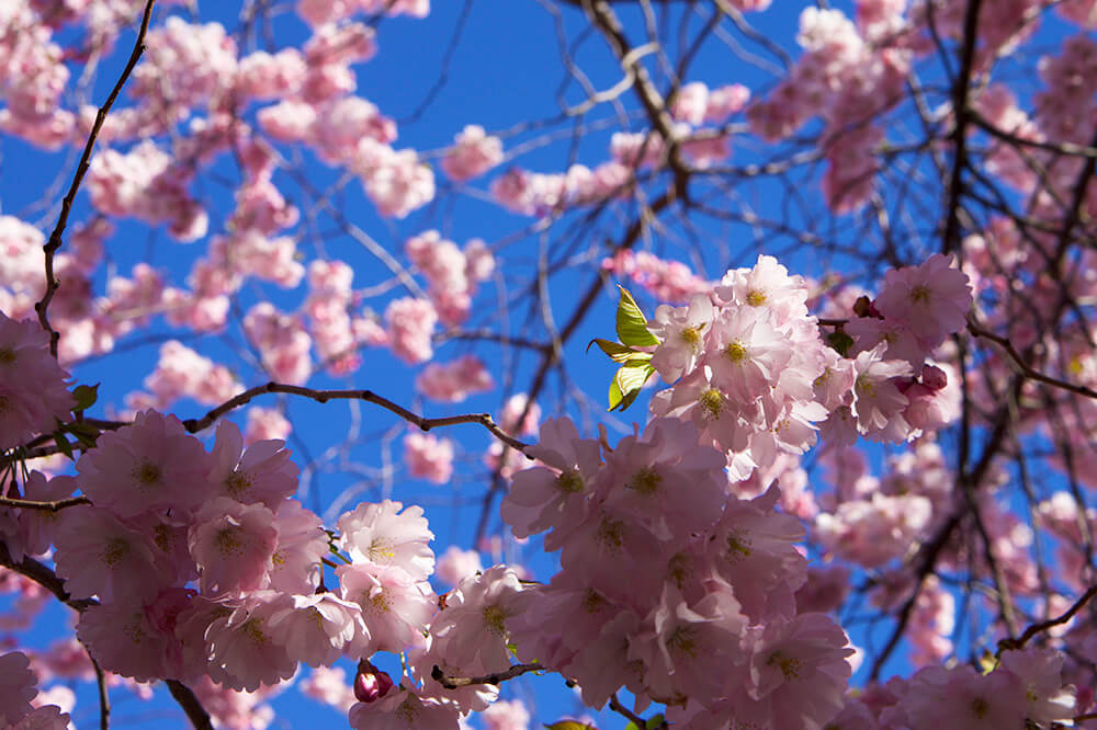 Körsbärsträden i Kungsträdgården