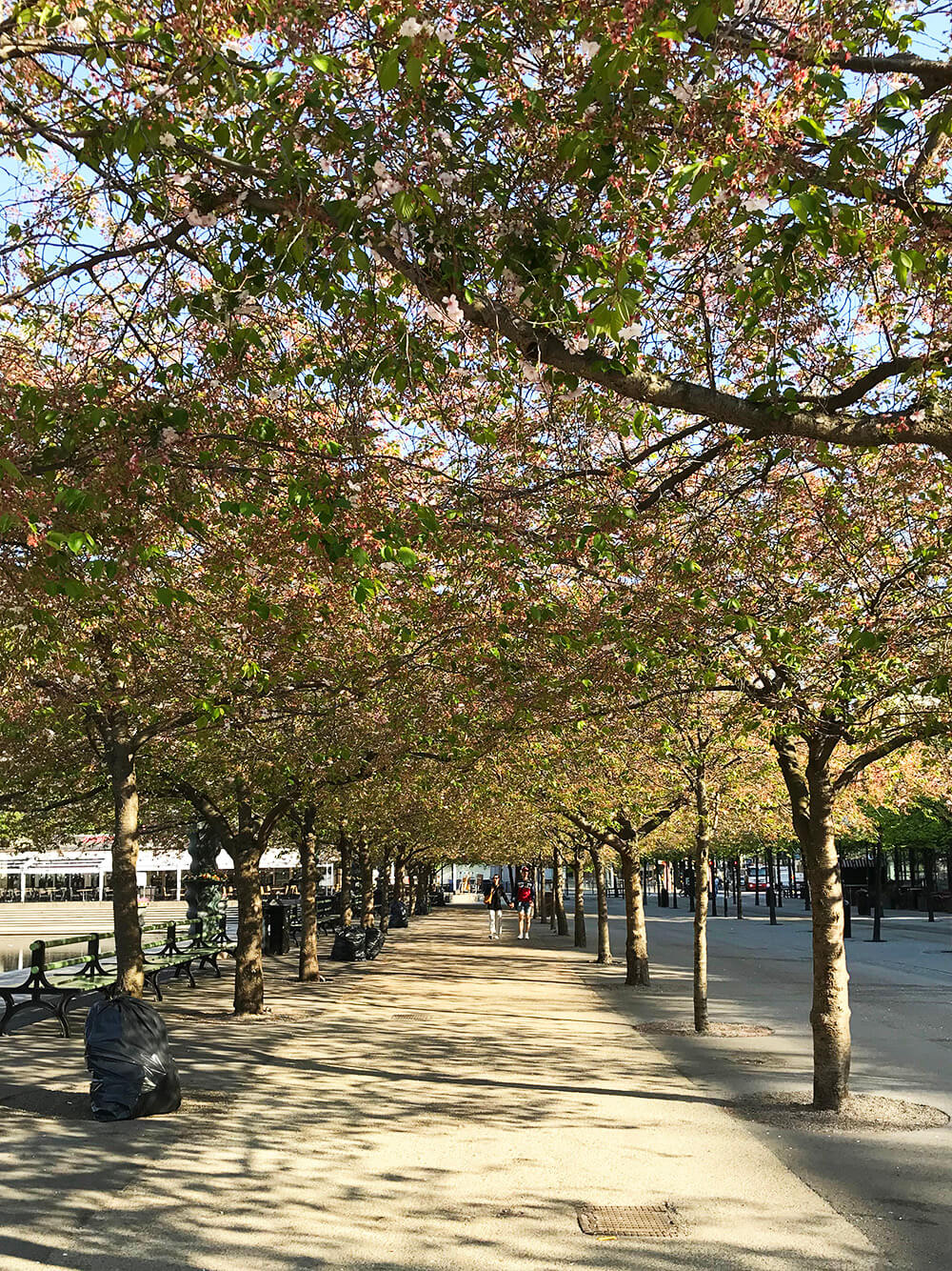 Körsbärsträden i Kungsträdgården