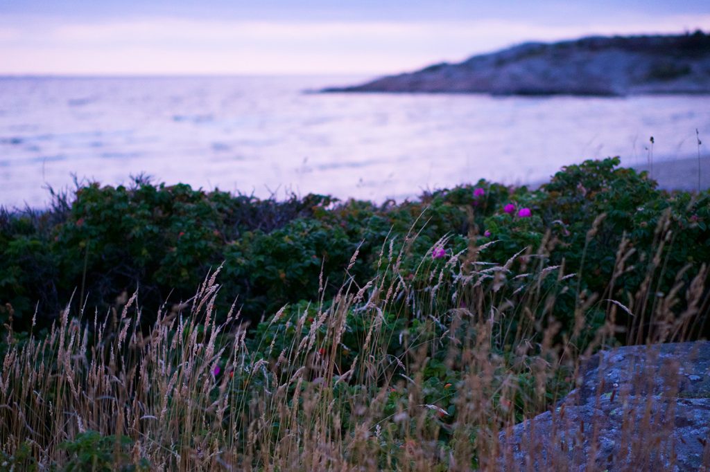 Kvällspromenad vid havet i Ugglarp