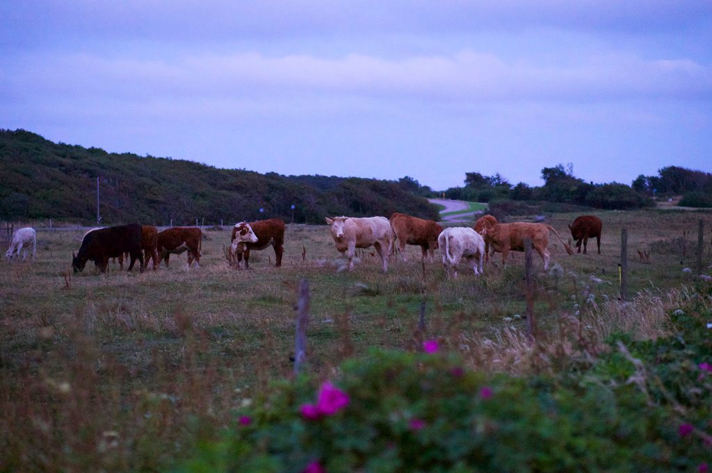 Kvällspromenad vid havet i Ugglarp