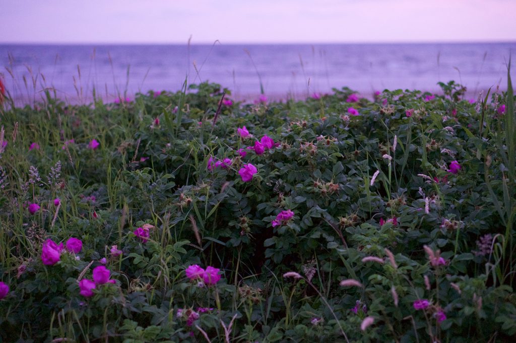 Kvällspromenad vid havet i Ugglarp