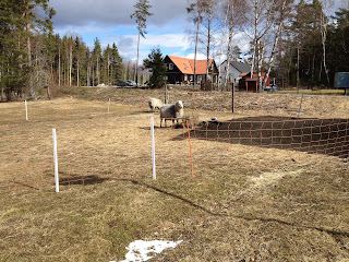 lammungar-1 - Lammungar i fårhagen
