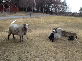 lammungar-2 - Lammungar i fårhagen