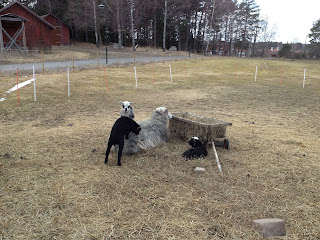 lammungar-3 - Lammungar i fårhagen