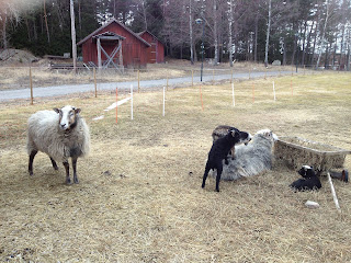 lammungar - Lammungar i fårhagen