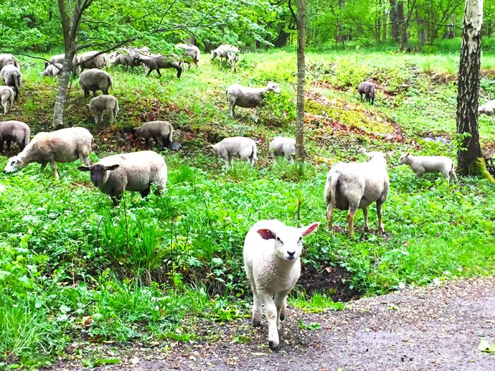 Löpning på Djurgården