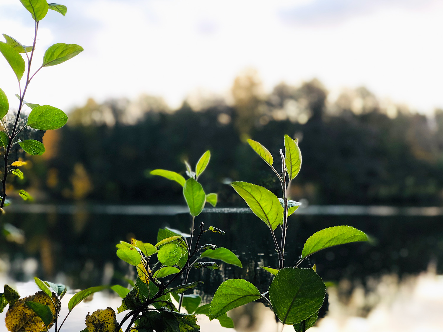 Löpning en lördagsmorgon på hösten