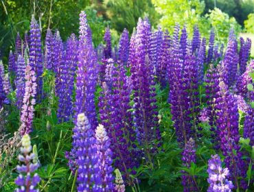 lupiner-1