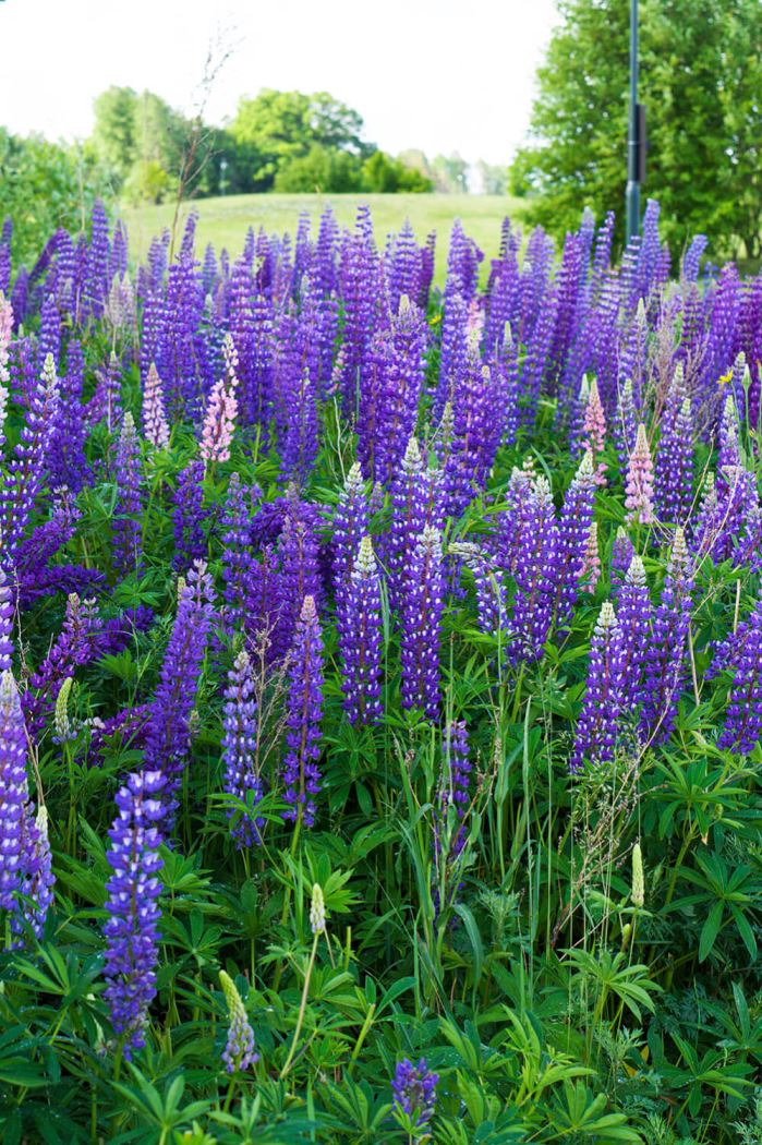 Lupiner