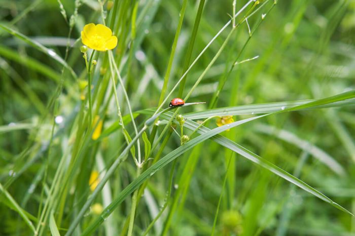 nyckelpiga och blommor