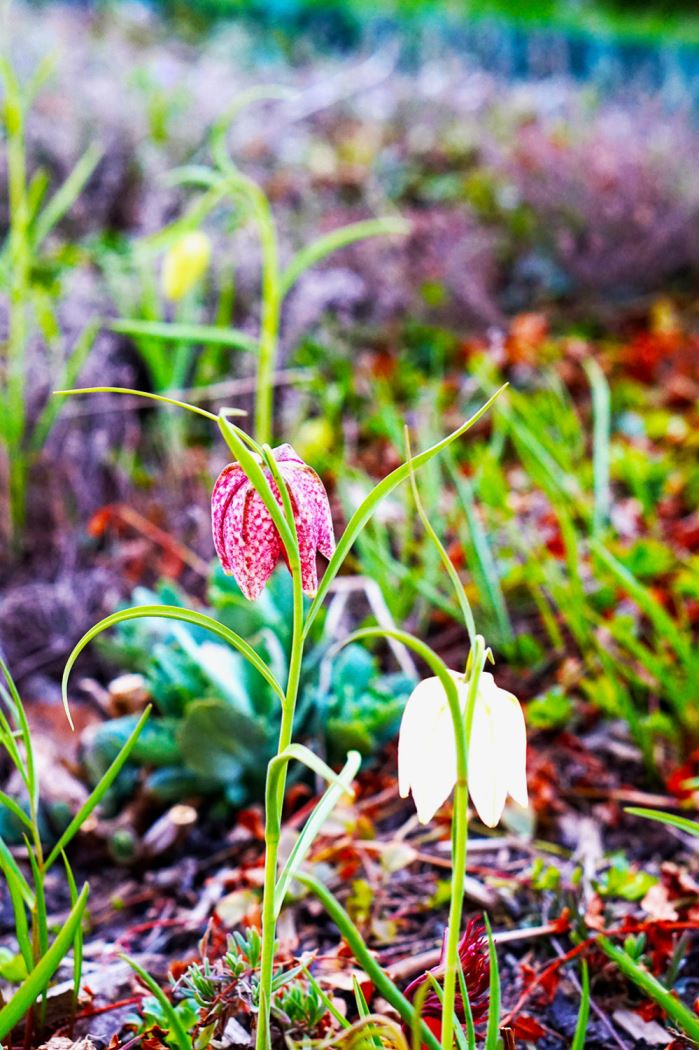 mindfulness-kungsangslilja2