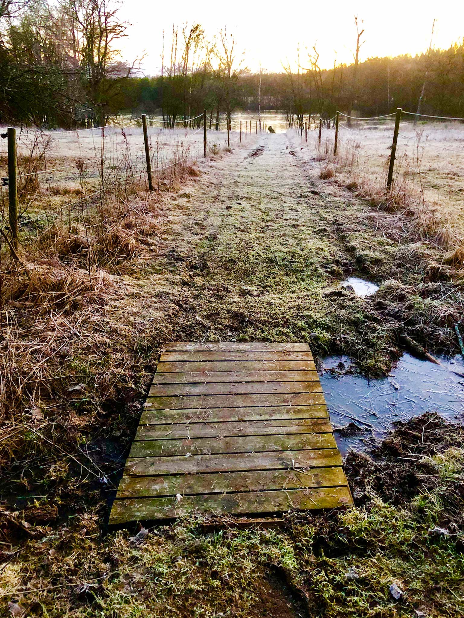Morgonspring till sjön