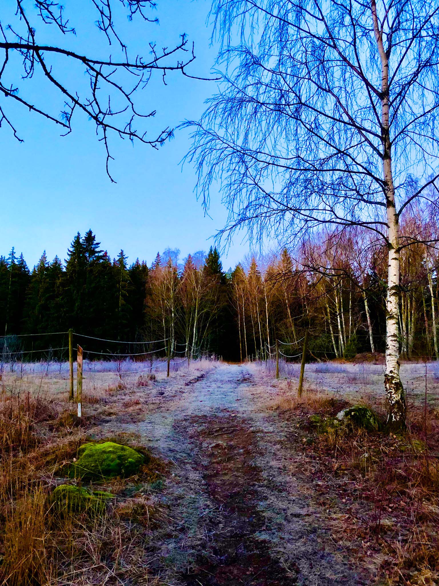 Morgonspring till sjön