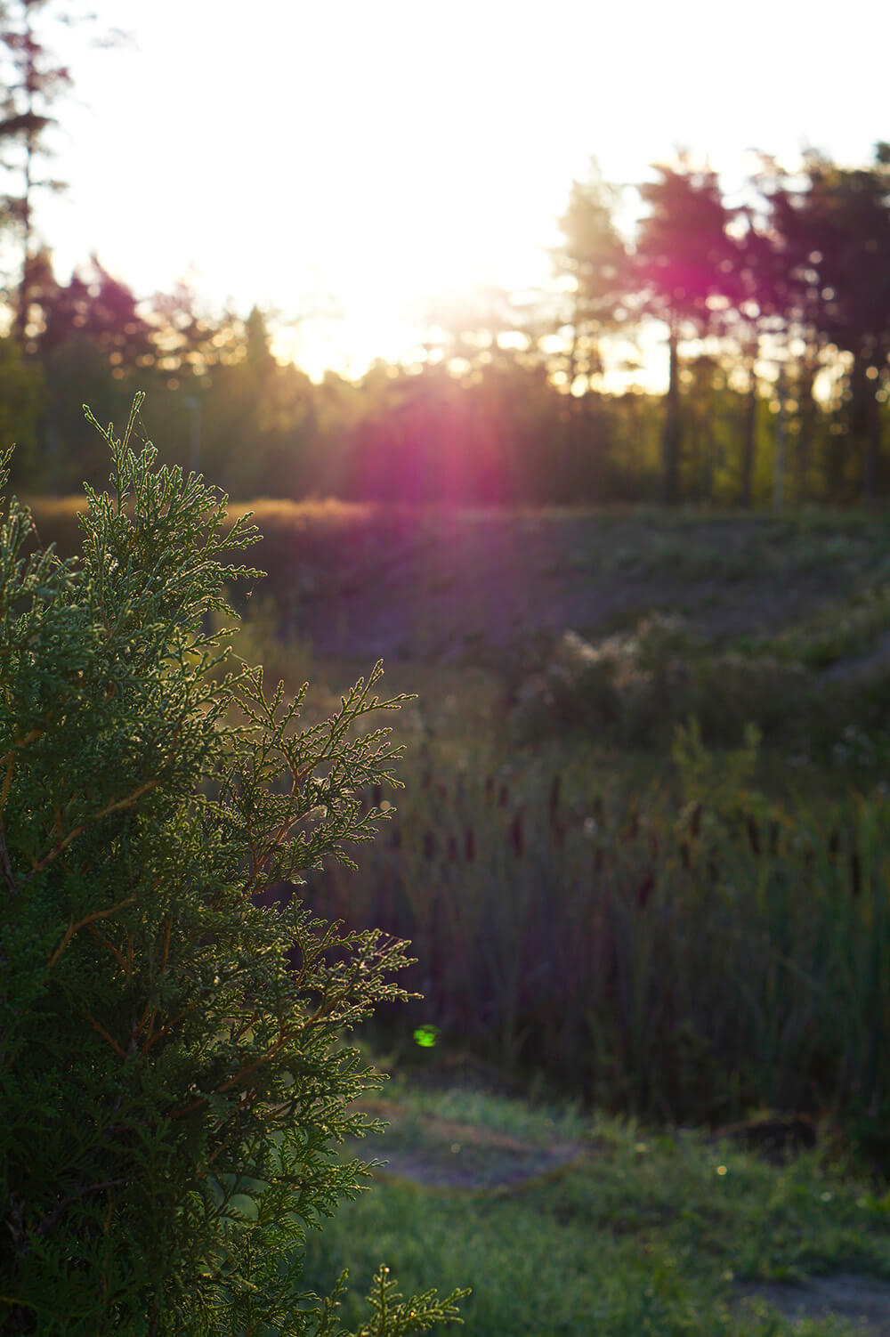 promenad med morgonsol