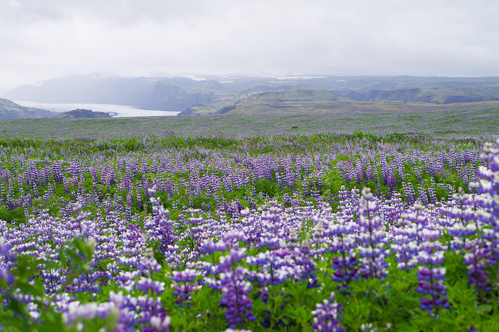 Glaciären Myrdalsjökull på Island