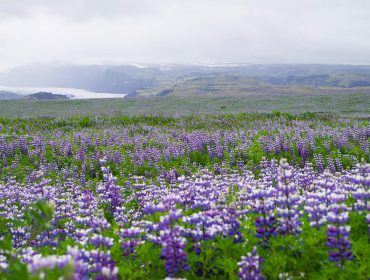 myrdalsjokull-glaciar-island-1-1
