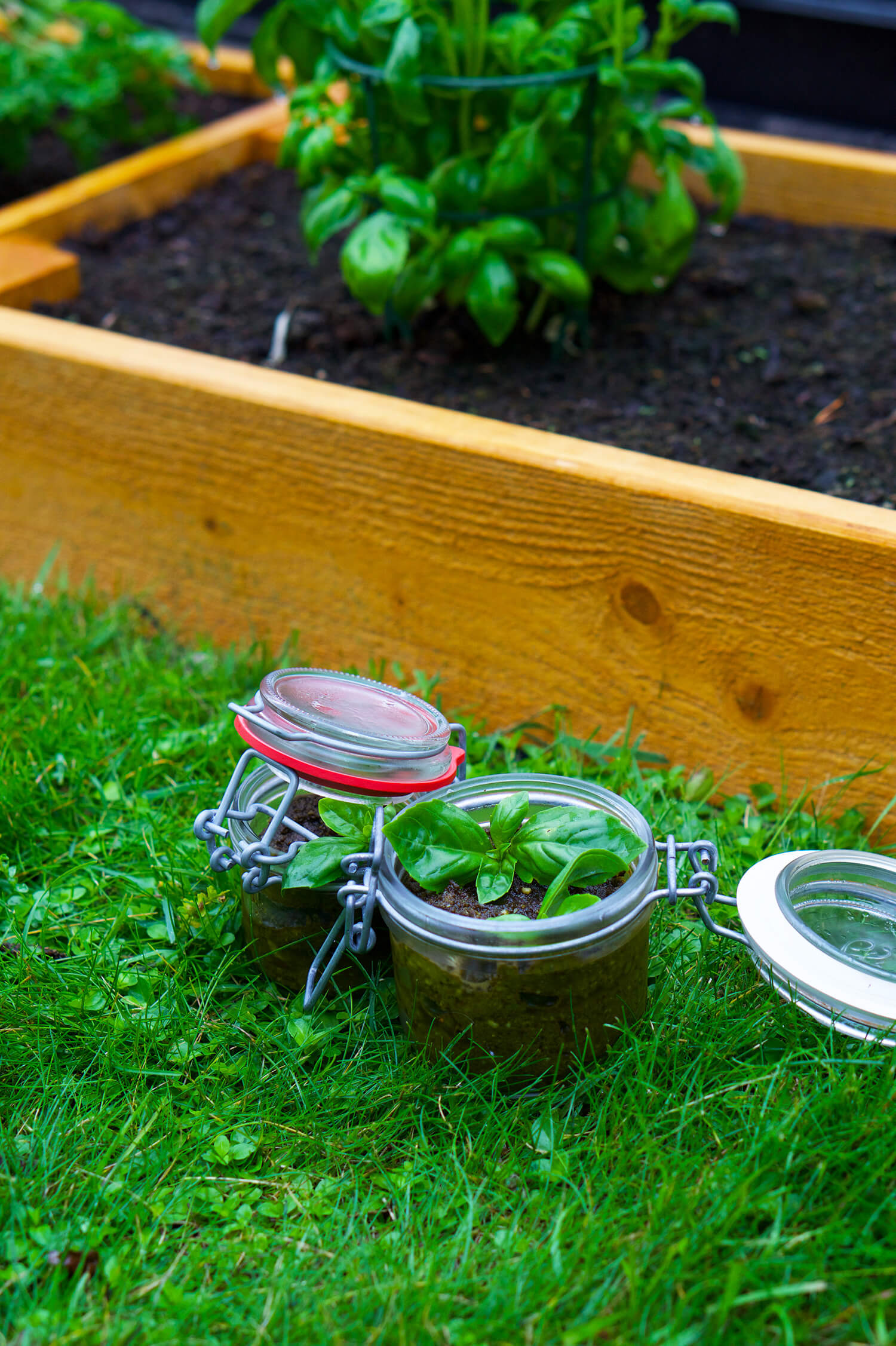 närodlat basilikapesto