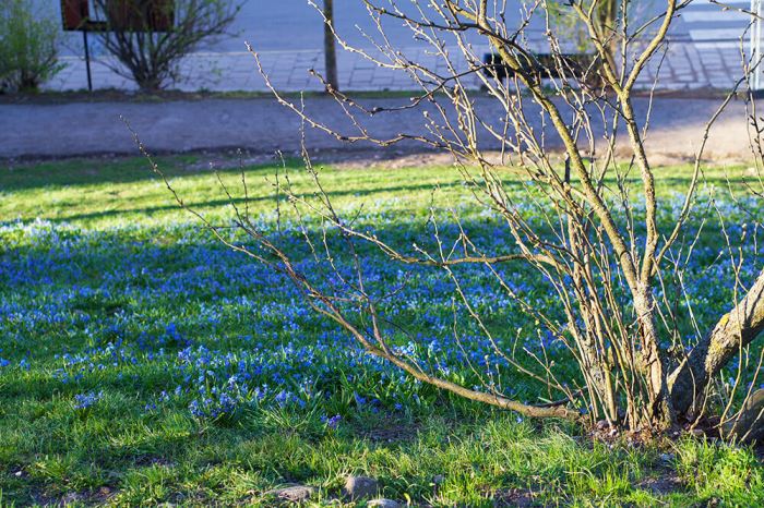 Observatorielunden på våren