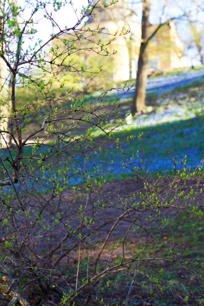 Observatorielunden på våren