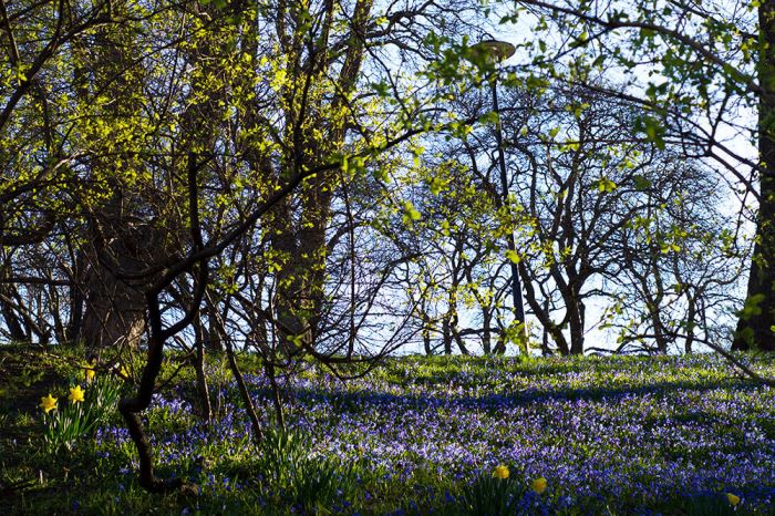 Observatorielunden på våren
