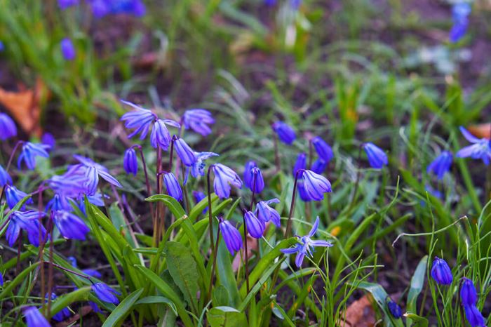 Observatorielunden på våren