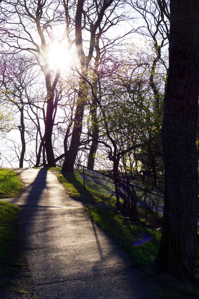 Observatorielunden på våren