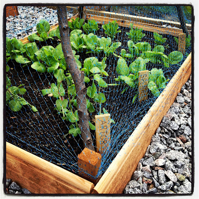 odlingar-2 - Egen sallad och spenat