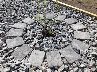 odlingshornan5 - Vardagsträning i trädgården