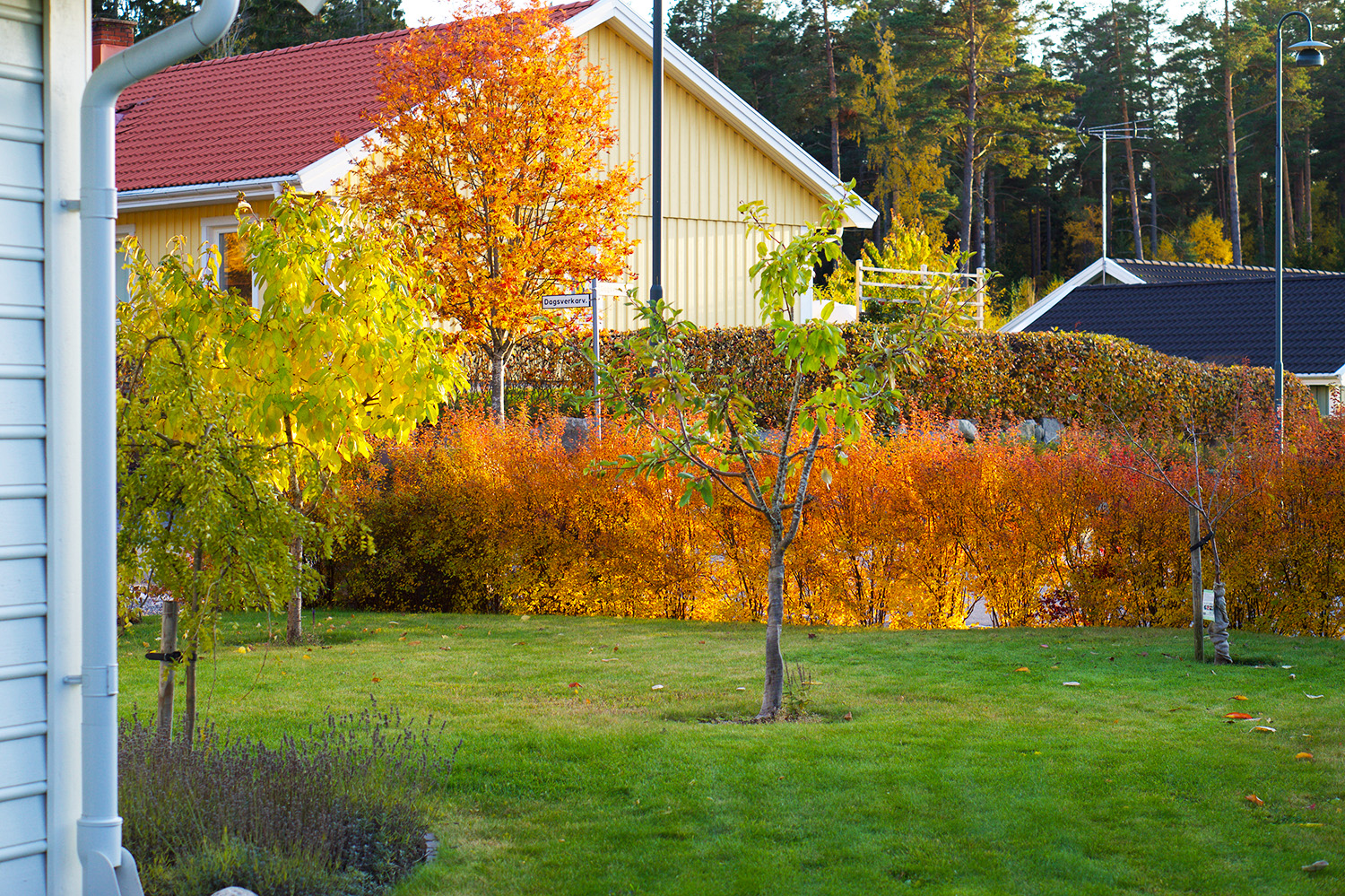En oktoberdag i trädgården