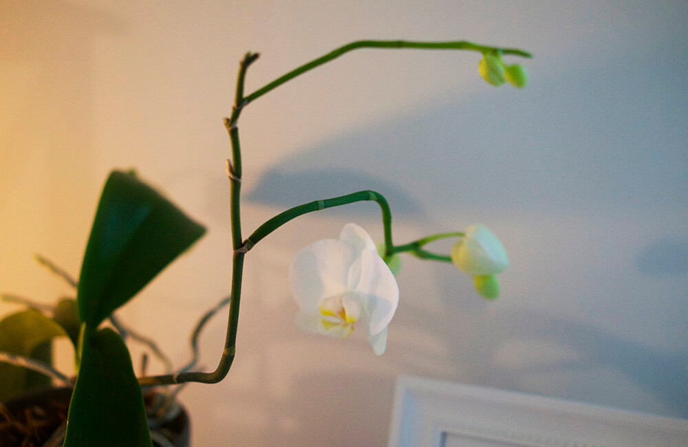 Orkidé