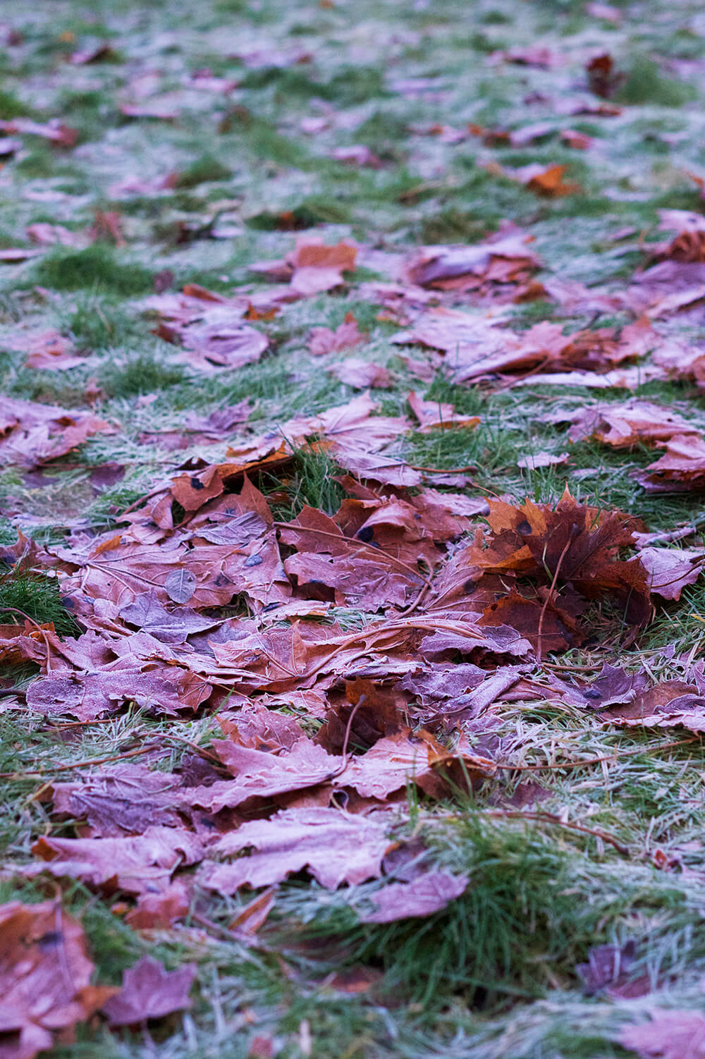 Östhammar på vintern