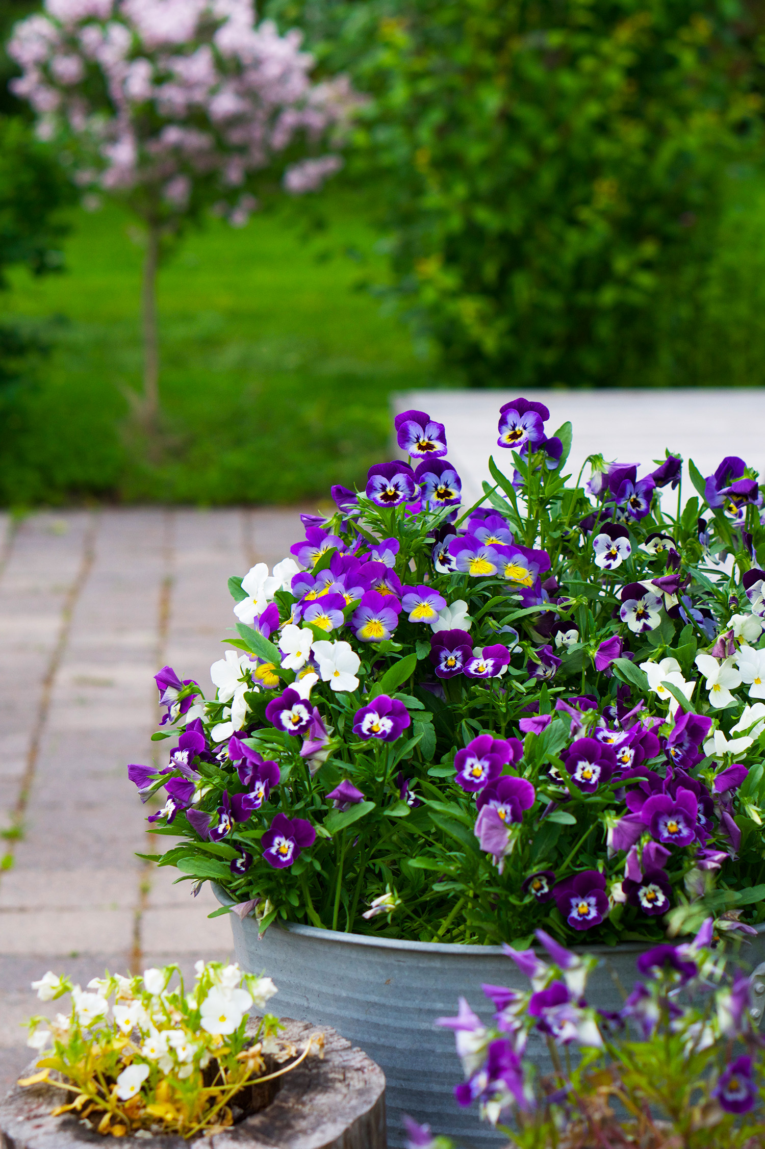 Penseer som min mamma älskade