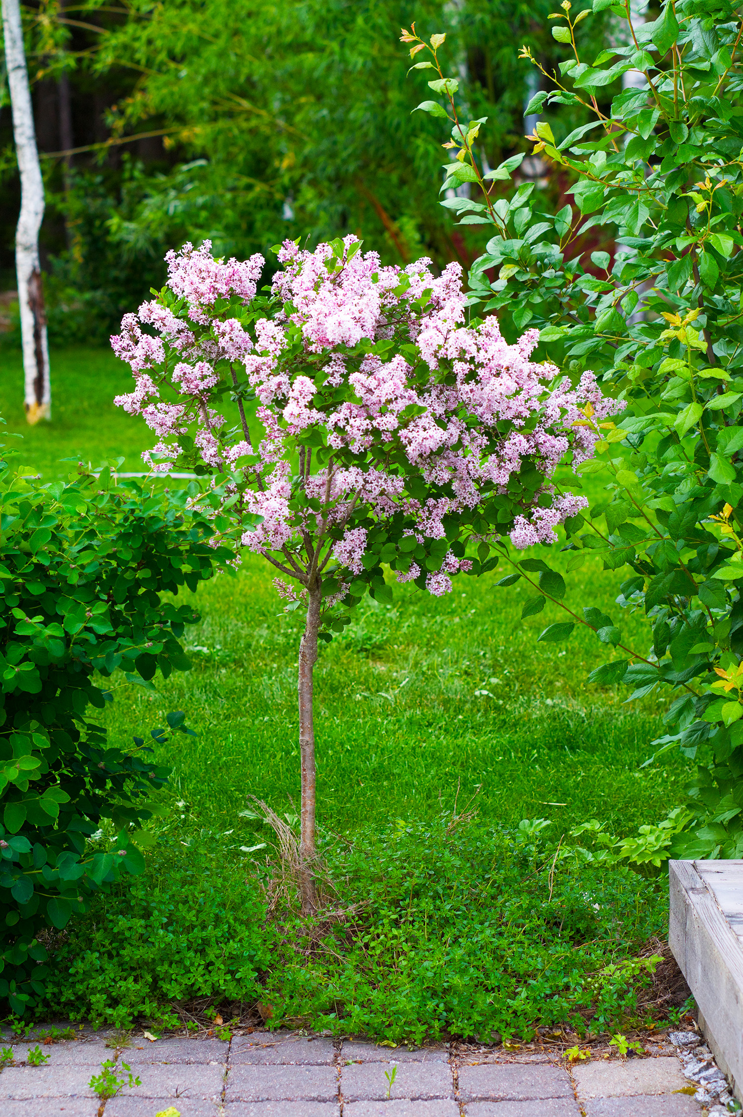 Penseer som min mamma älskade
