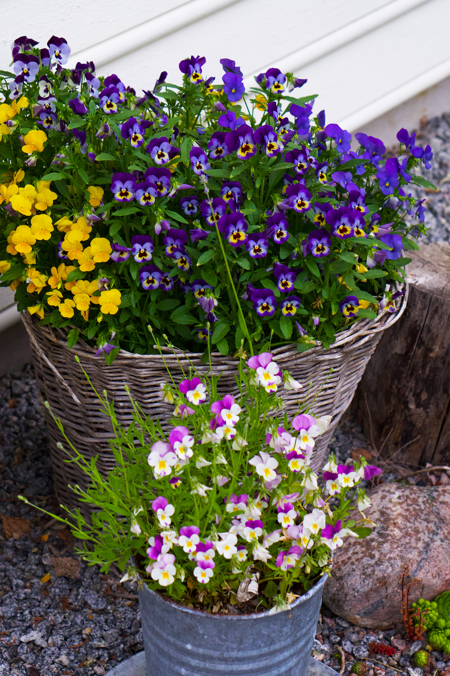 Penseer som min mamma älskade