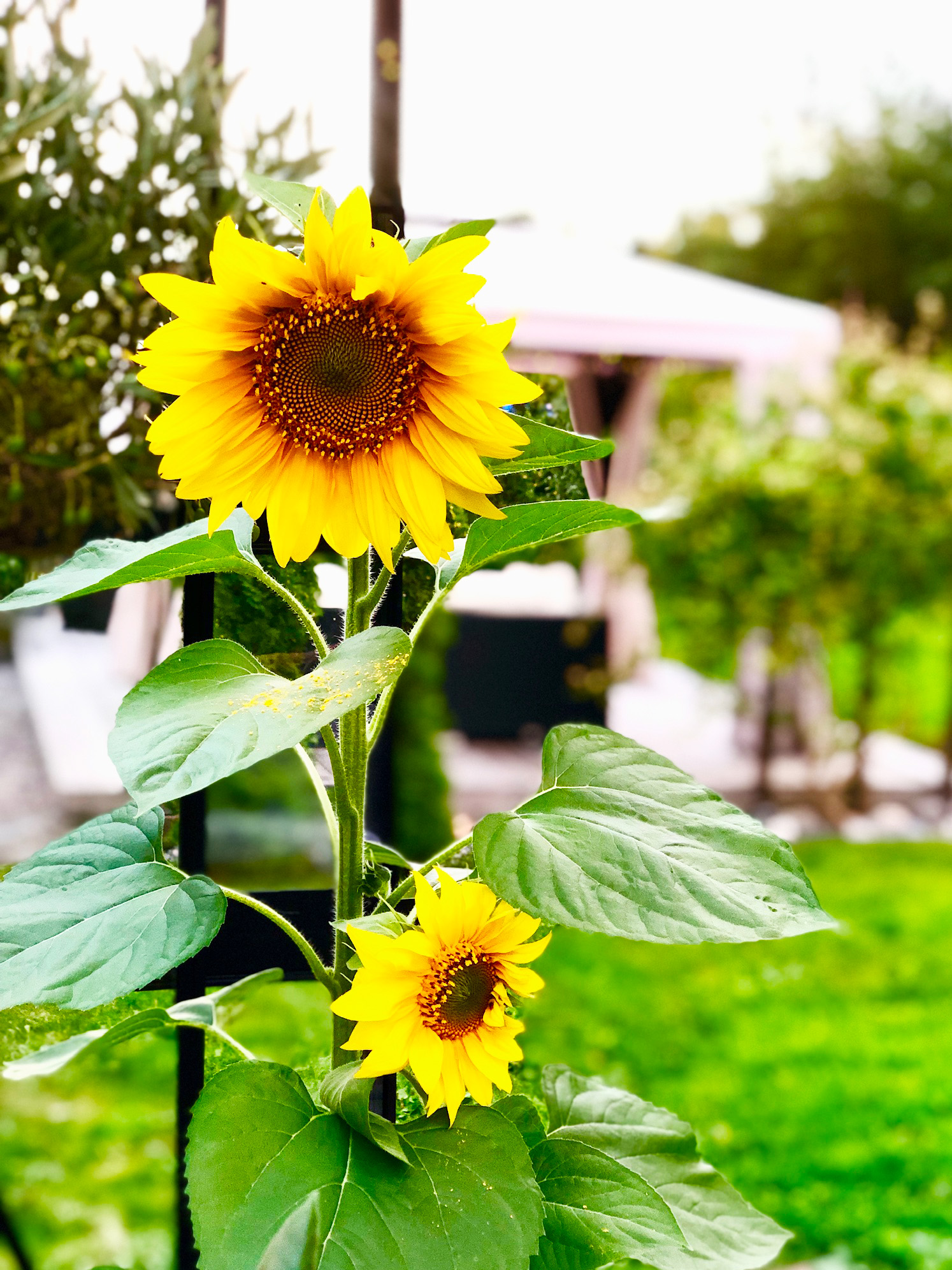 Solrosor i växthuset