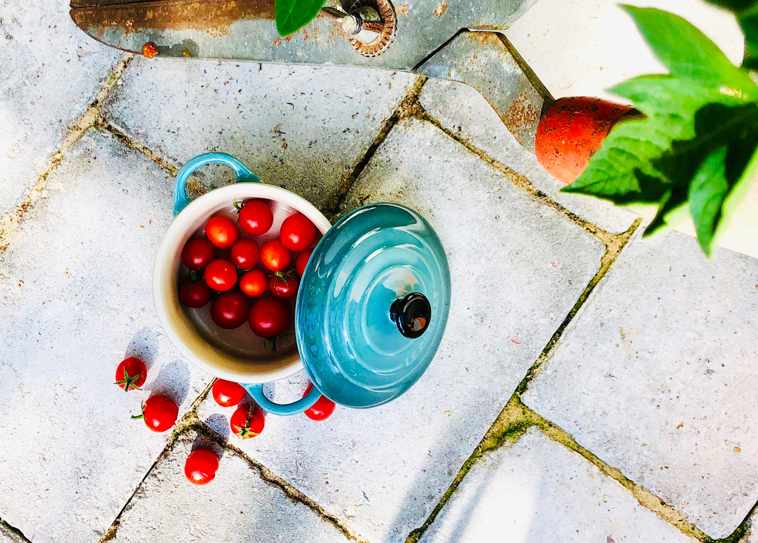 Körsbärstomater i växthuset